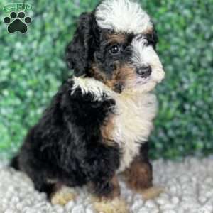 Ace, Mini Bernedoodle Puppy
